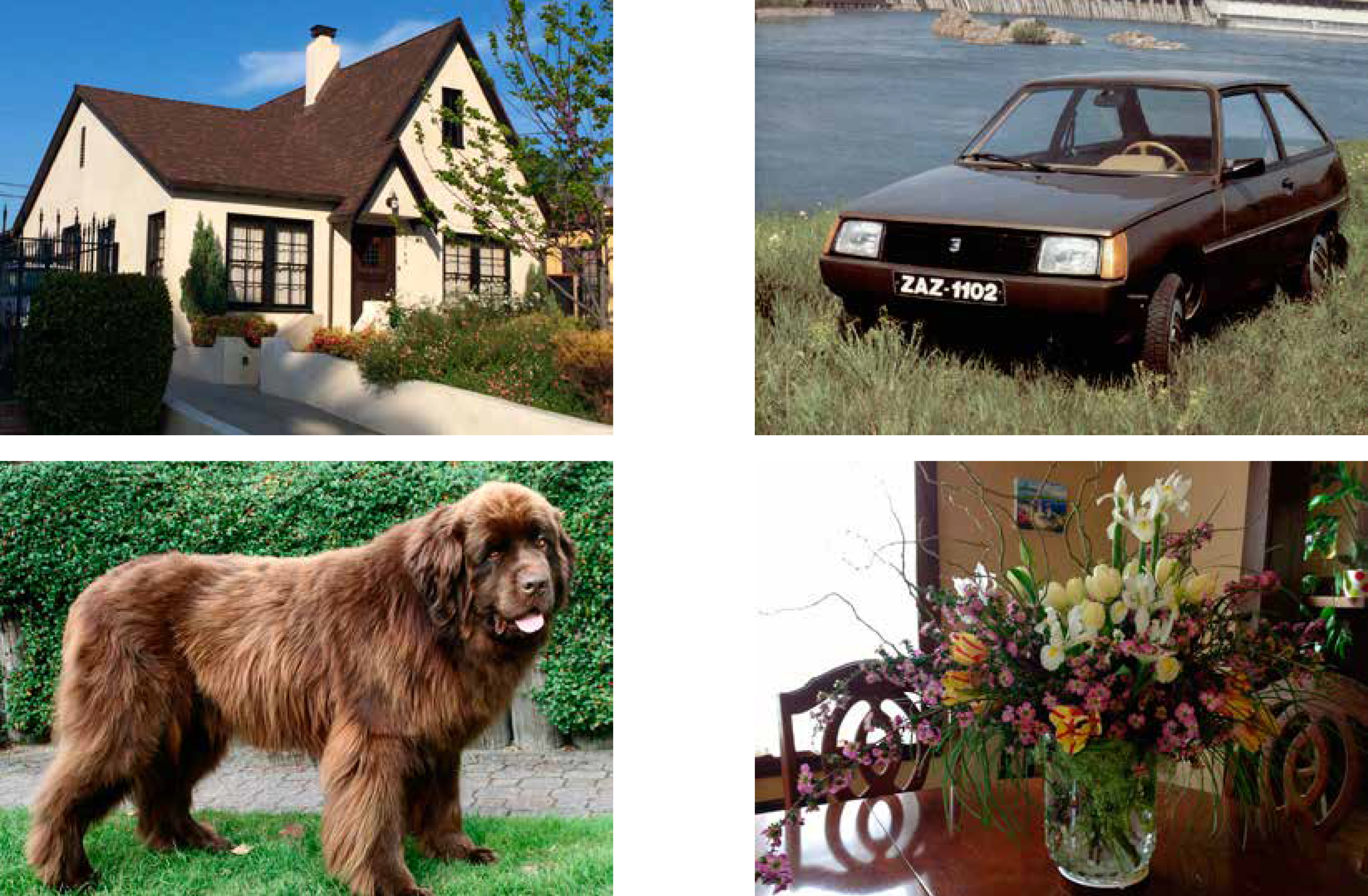 maison-voiture-chien-fleurs