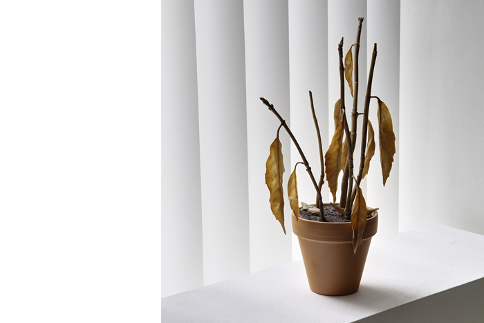 plante  morte