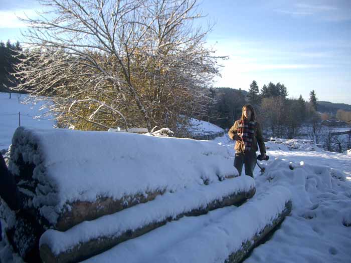 tronc sous la neige