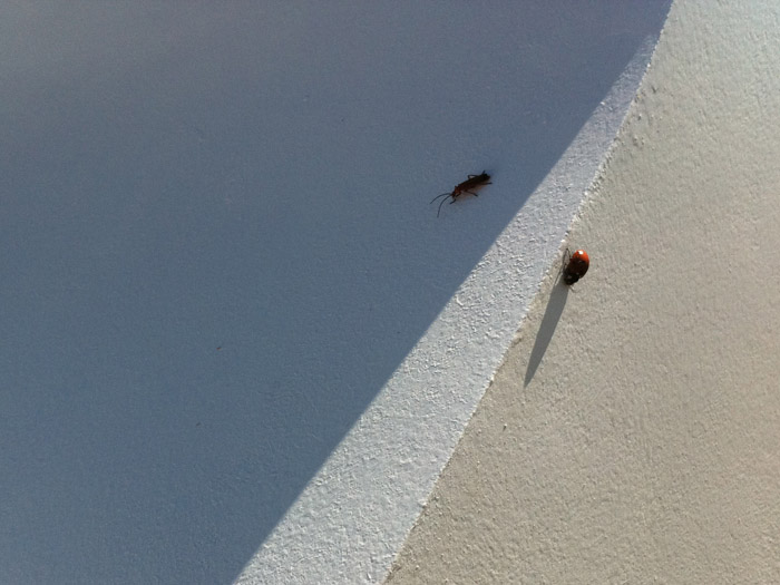 détail insectes