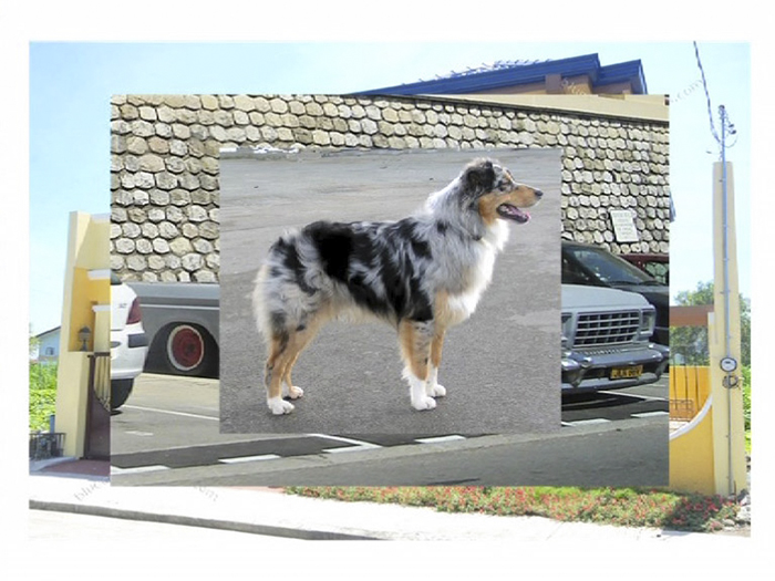 Maison Voiture Chien